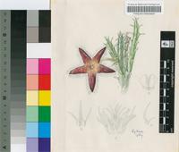 Stapelia marientalensis Nel