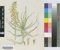 Aloe tenuior Haw.