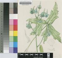Delphinium macrocentrum Oliv.
