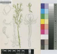 Habenaria cornuta Lindl.