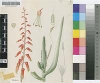 Aloe isaloensis H.Perrier