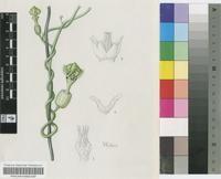 Ceropegia galeata H.Huber