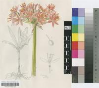 Haemanthus pole-evansii Oberm.