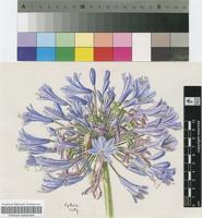 Agapanthus praecox Willd. subsp. orientalis (F.M.Leight.) F.M.Leight.