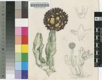 Caralluma speciosa (N.E.Br.) N.E.Br.