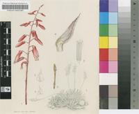 Aloe rauhii Reynolds