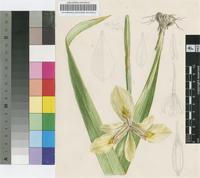 Moraea graminicola Oberm. subsp. graminicola