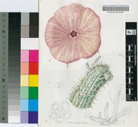 Hoodia currorii (Hook.) Decne. var. currorii