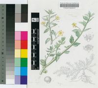 Talinum crispatulatum sensu Wild