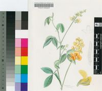 Argyrolobium tomentosum (Andrews) Druce