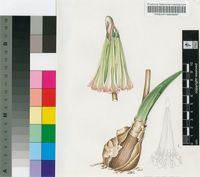 Cyrtanthus falcatus R.A.Dyer