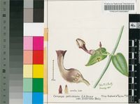 Ceropegia seticorona E.A.Bruce var. dilatiloba P.R.O.Bally