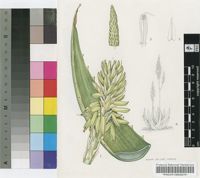 Aloe gariepensis Pillans