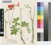 Pelargonium boranense Friis & M.G.Gilbert