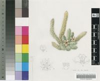 Stapelianthus pilosus Lavranos & D.S.Hardy