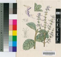 Plectranthus xerophilus Codd