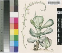 Adromischus maculatus (Salm-Dyck) Lem.