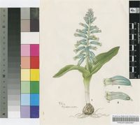 Lachenalia viridiflora W.F.Barker