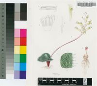 Lachenalia trichophylla Baker