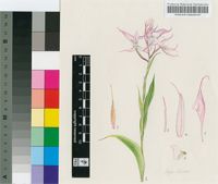 Disa aristata H.P.Linder