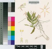 Angraecum cultriforme Summerh.