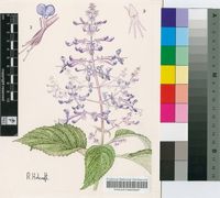Plectranthus ecklonii Benth.