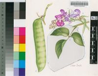 Canavalia virosa (Roxb.) Wight & Arn.