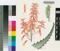 Aloe divaricata A.Berger