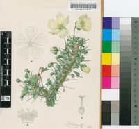 Sarcocaulon crassicaule Rehm