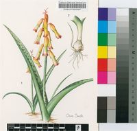 Lachenalia aloides (L.f.) Engl. var. quadricolor (Jacq.) Engl.