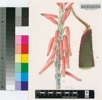 Aloe thorncroftii Pole-Evans