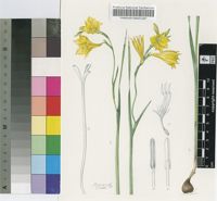 Gladiolus aureus Baker