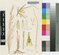 Sorghastrum stipoides (Kunth) Nash