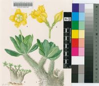 Pachypodium horombense Pichon
