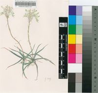 Aloe albida (Stapf) Reynolds