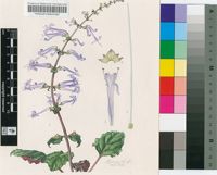 Plectranthus reflexus Van Jaarsv. & T.J.Edwards