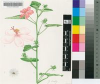 Hibiscus ferrugineus Cav.