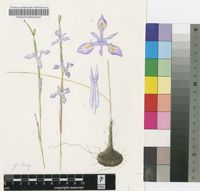 Moraea thomsonii Baker