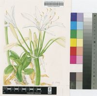 Crinum balfourii Baker