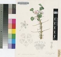 Sarcocaulon marlothii Engl.