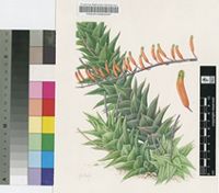 Poellnitzia rubriflora (L.Bolus) Uitewaal