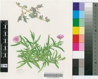Delosperma cooperi (Hook.f.) L.Bolus