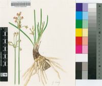 Tulbaghia acutiloba Harv.