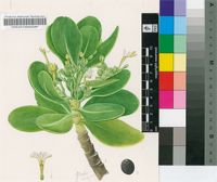Scaevola plumieri (L.) Vahl