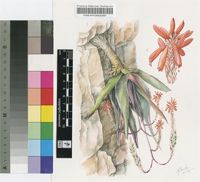 Aloe omavandae Van Jaarsv.