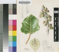 Ficus abutilifolia (Miq.) Miq.