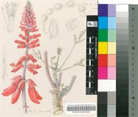 Erythrina baumii Harms