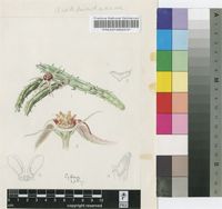 Duvalia procumbens R.A.Dyer