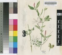 Jasminum multipartitum Hochst.