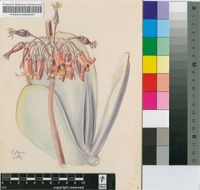 Cotyledon leucophylla C.A.Sm.